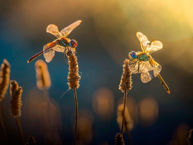 Природа макро