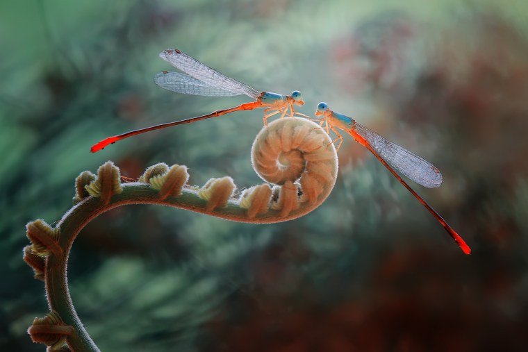 Морская Стрекоза