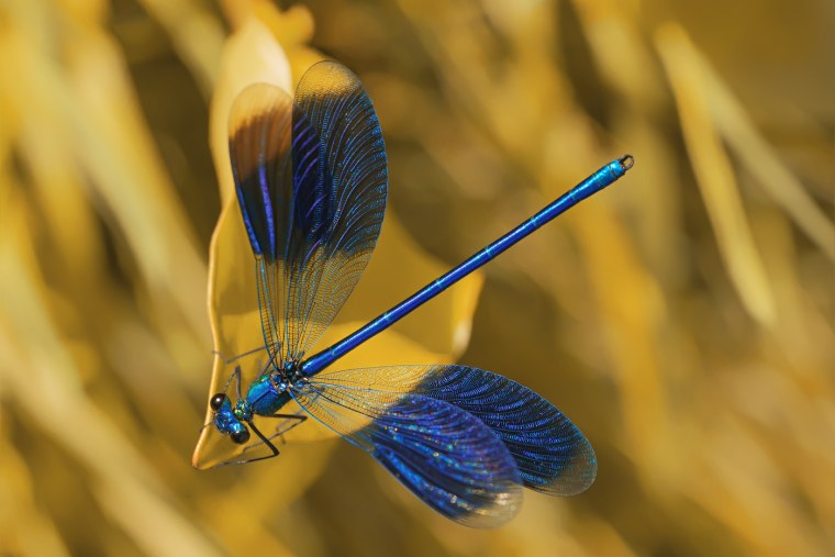 Золотая Стрекоза макро