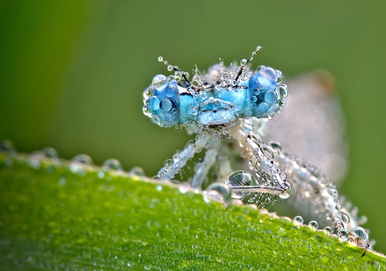 Насекомые макро