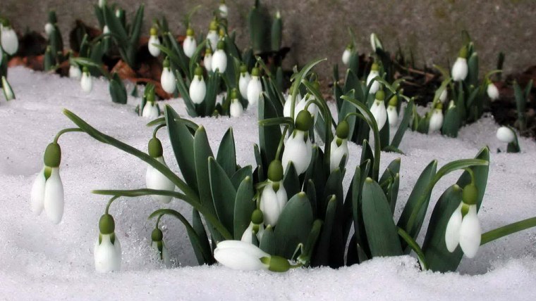 Весну насыпало