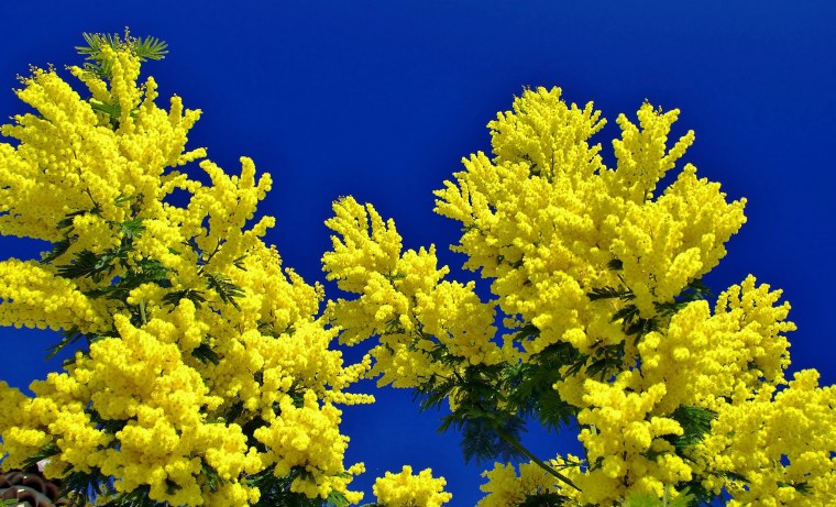 Сибирская Мимоза