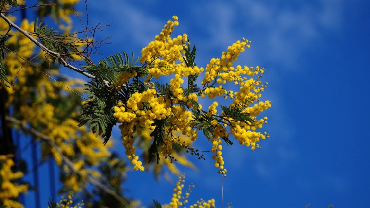 Мимоза хамбуриана