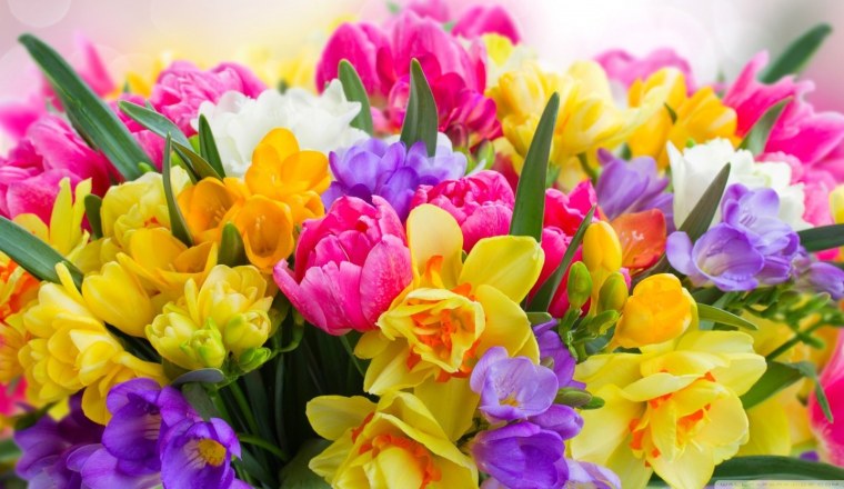 Тюльпаны нарциссы фрезия