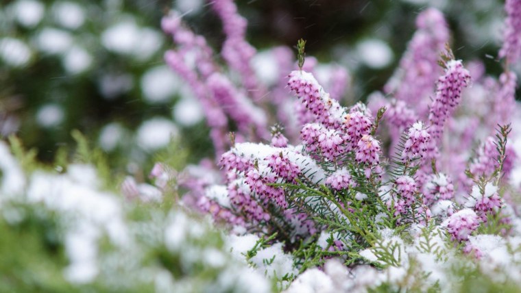 Вереск Лесной