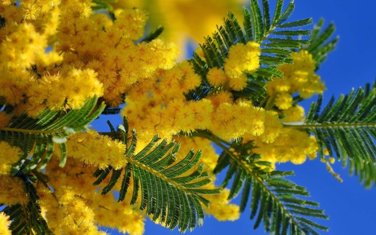 Северная Мимоза