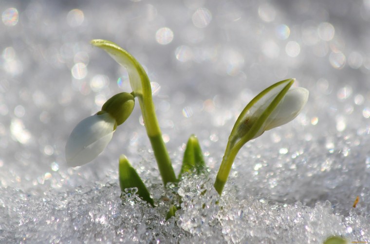 Гомеопатия Подснежник