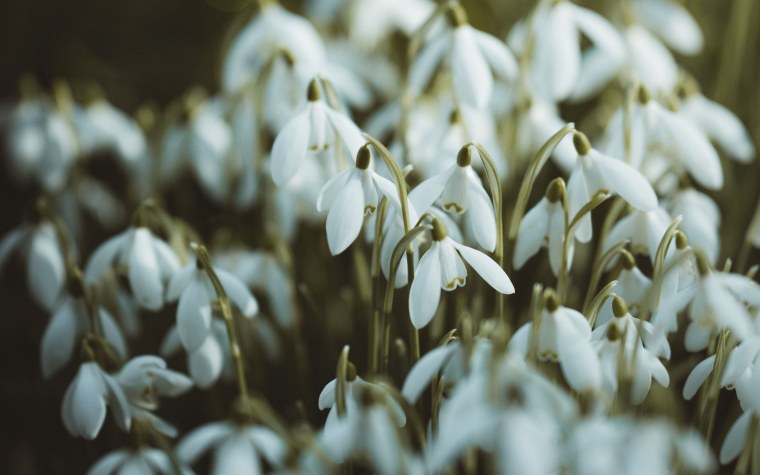 Подснежники Эстетика