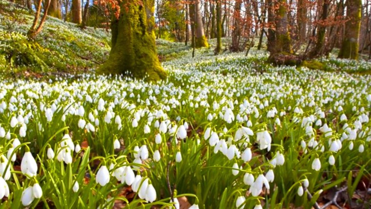 Подснежники, Ландыши, примулы