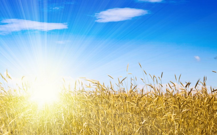 "Солнце в лесу"