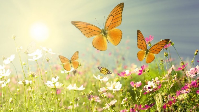 Солнечный луг с цветами