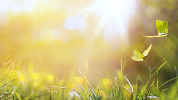 Подсолнух Солнечный цветок