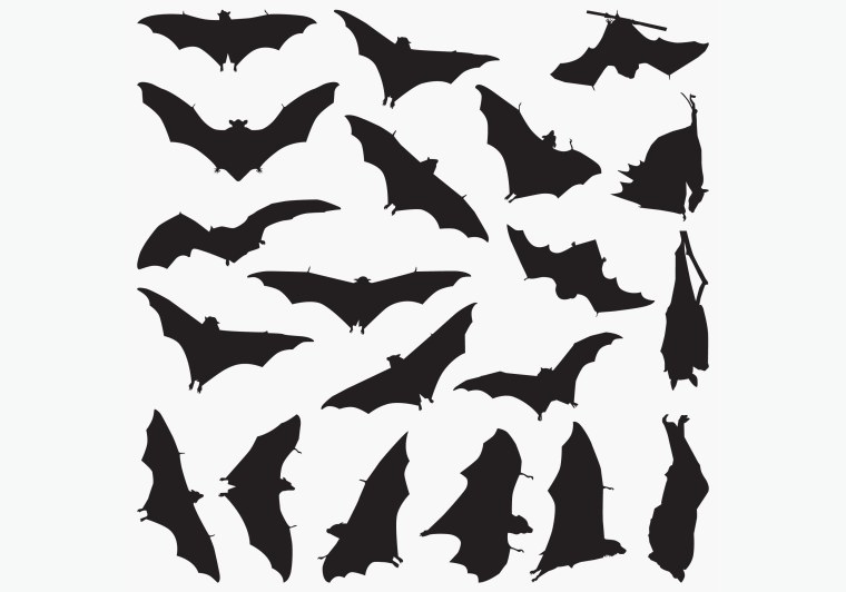Летучая мышь очертания