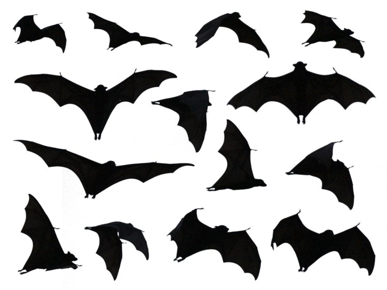 Летучая мышь