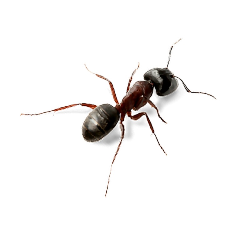 Муравей вид сверху