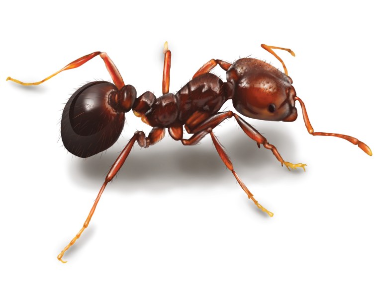 Рыжие муравьи