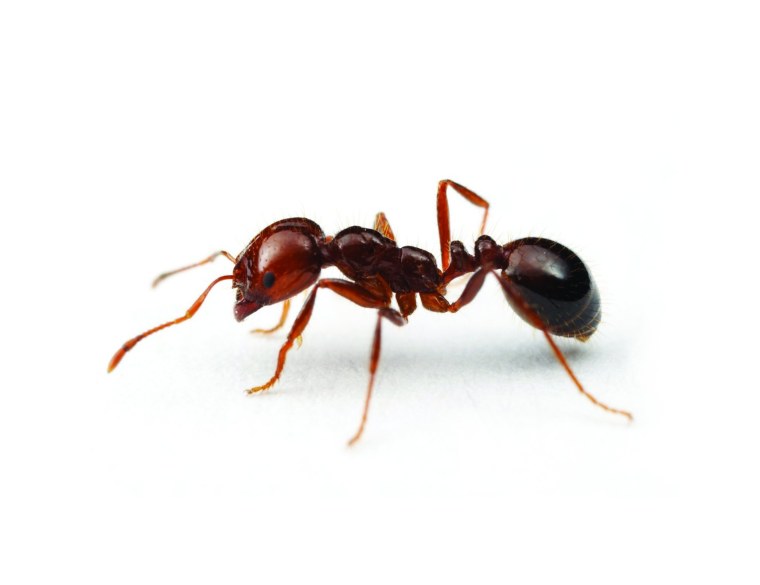 Муравей без фона