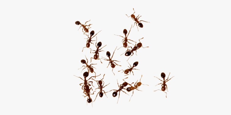 Муравьи стая