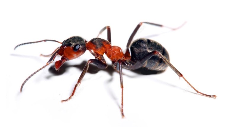 Красный муравей на белом фоне
