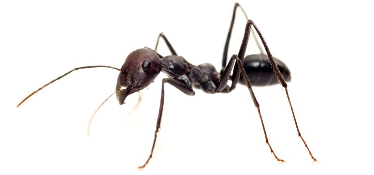 Муравей символ