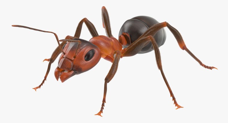 Муравей на бе од ом фоне