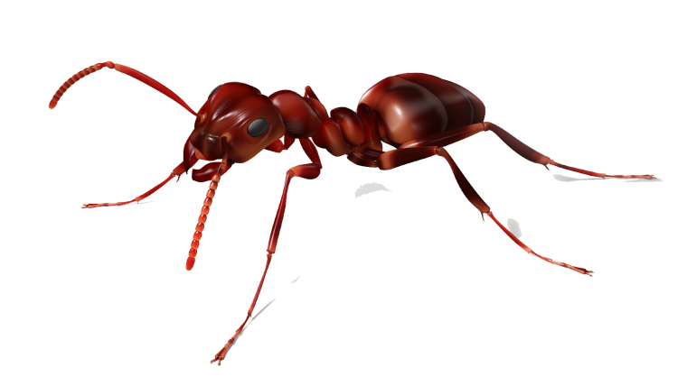 Муравей без фона