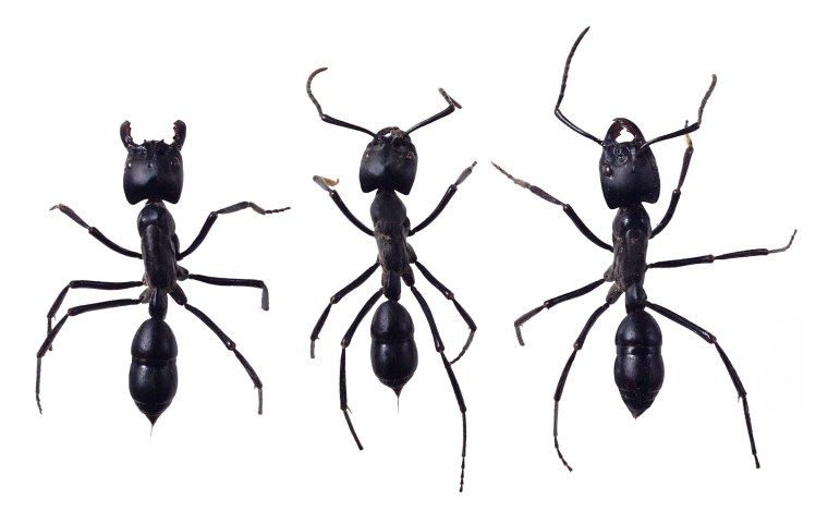 Мирмика Рубра