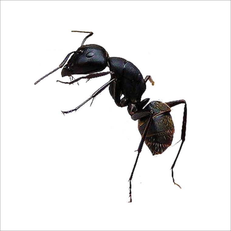 Насекомые на белом фоне