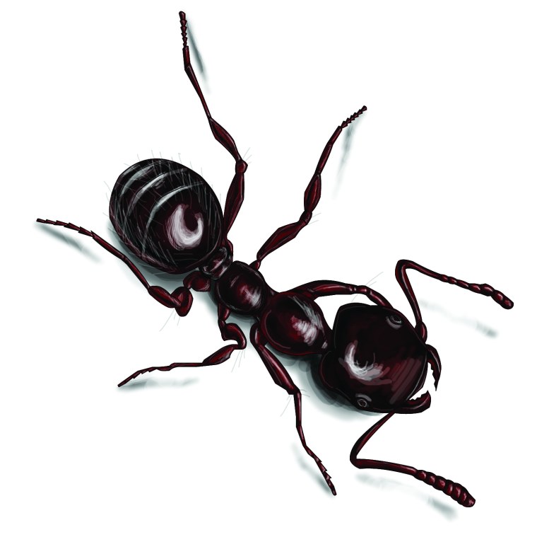 Муравьи полупрозрачные