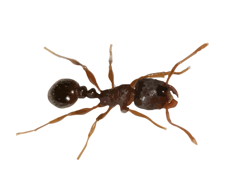 Муравей сверху