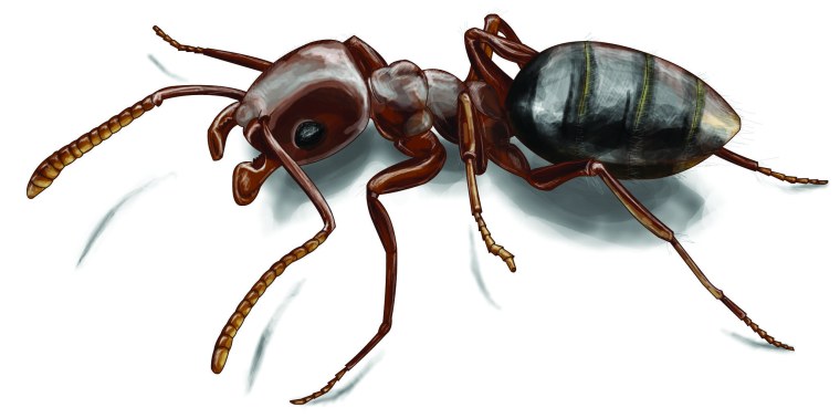 Муравей на белом фоне для детей