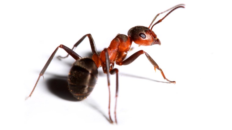 Черный муравей на белом фоне