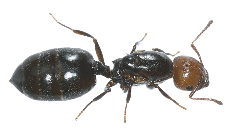 Ant картинка для детей