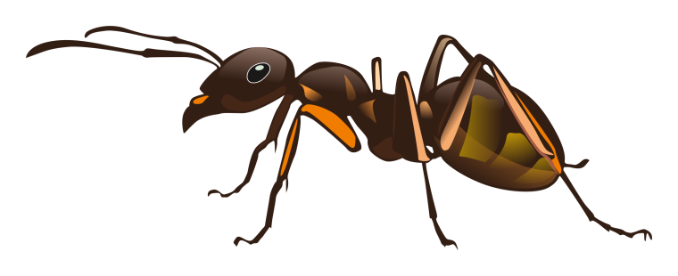 Муравей без фона