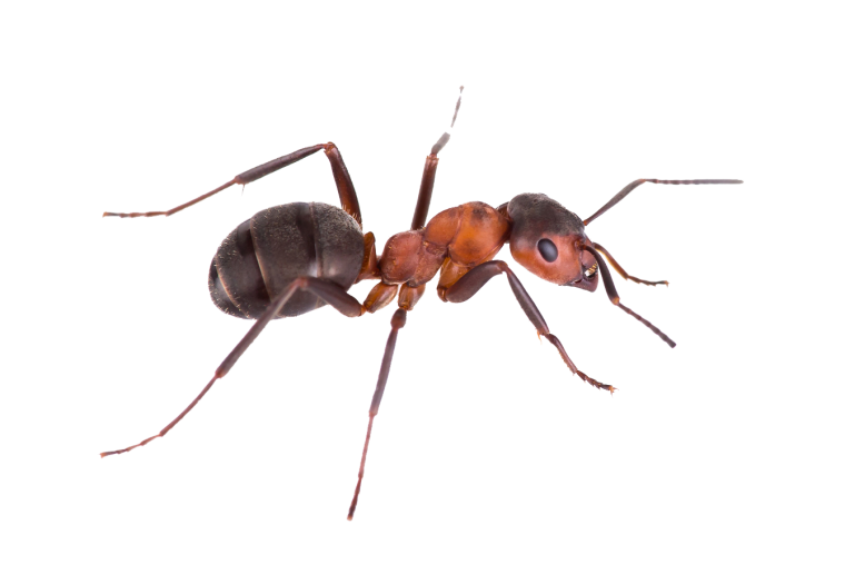 Муравей без фона