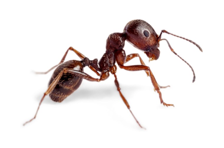 Муравей боком