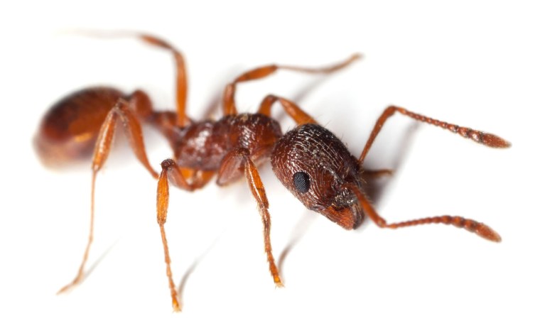 Белые муравьи