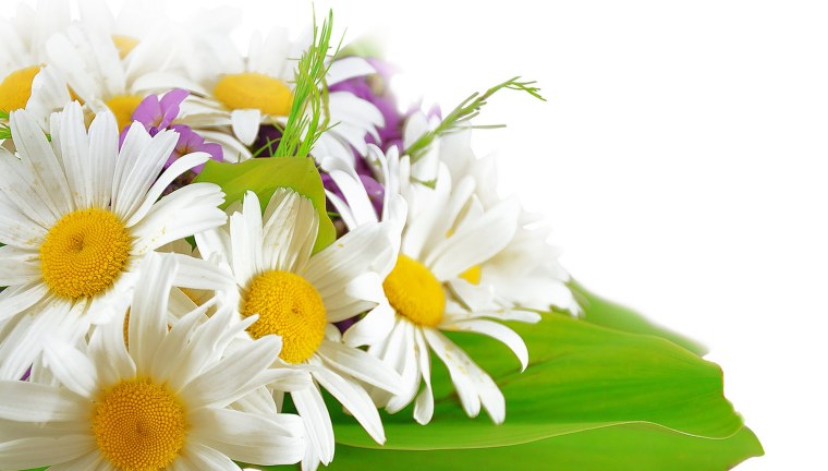 С 8 марта ромашки