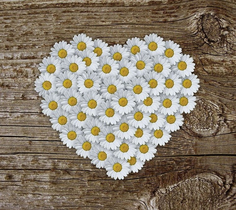 Ромашка сердечком