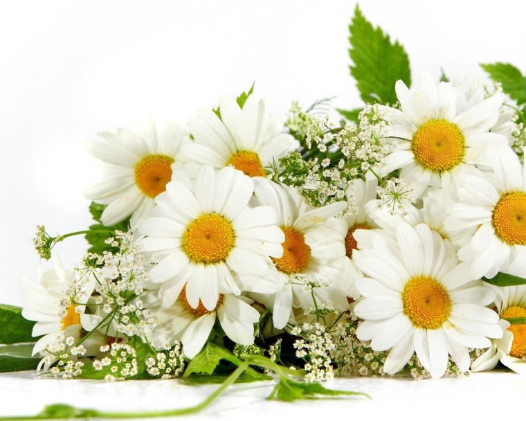 Букеты ромашек с пожеланиями