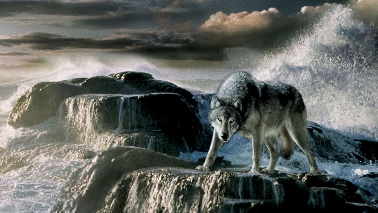 Стая Волков на скале