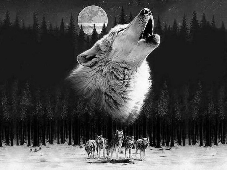 Волчья стая на луну воют