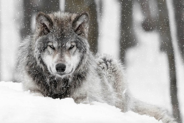 Суровый волк