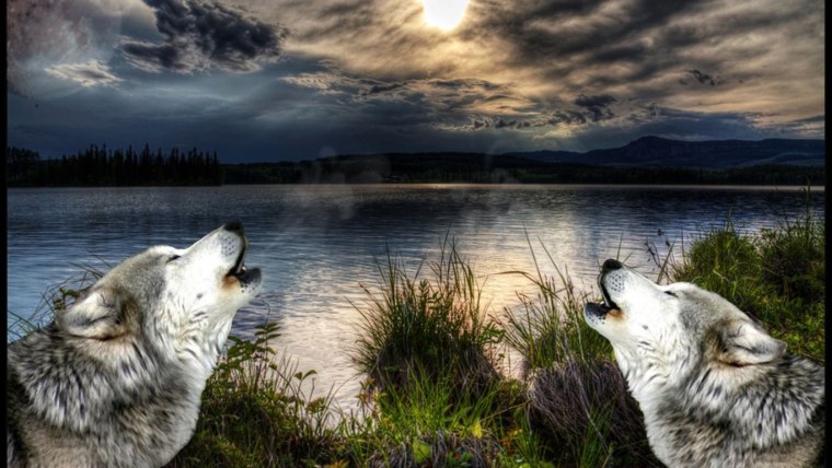 Волчица картинки