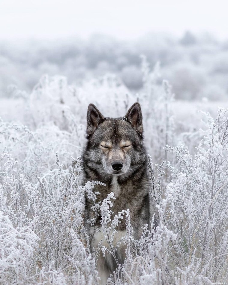 Волк одиночка