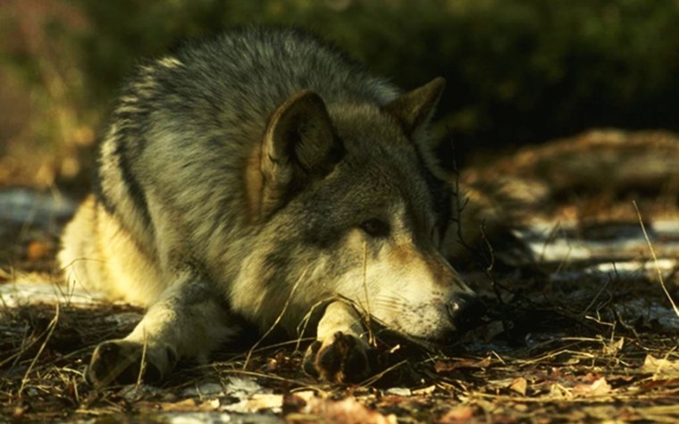 Одинокий волк