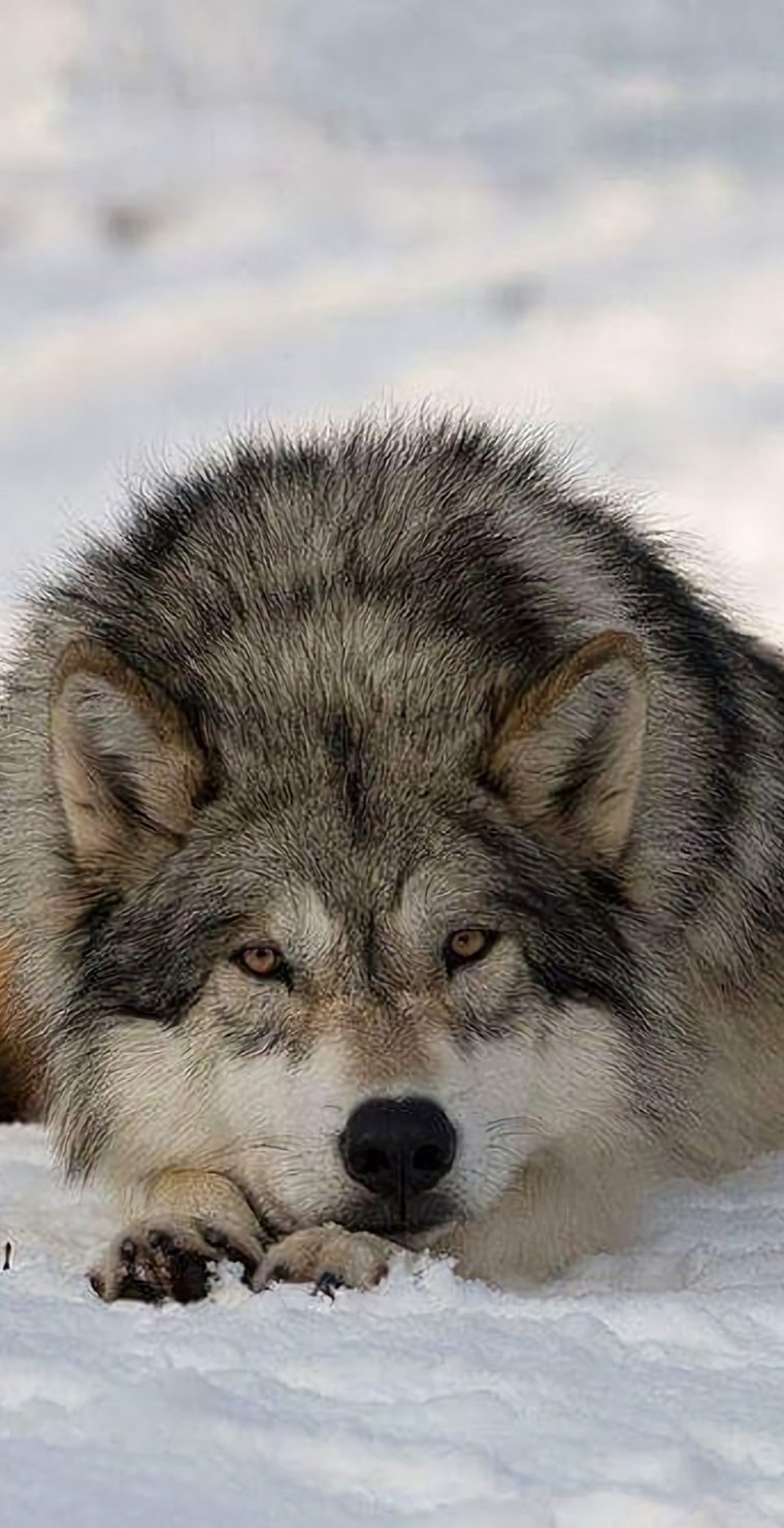 Волк одиночка