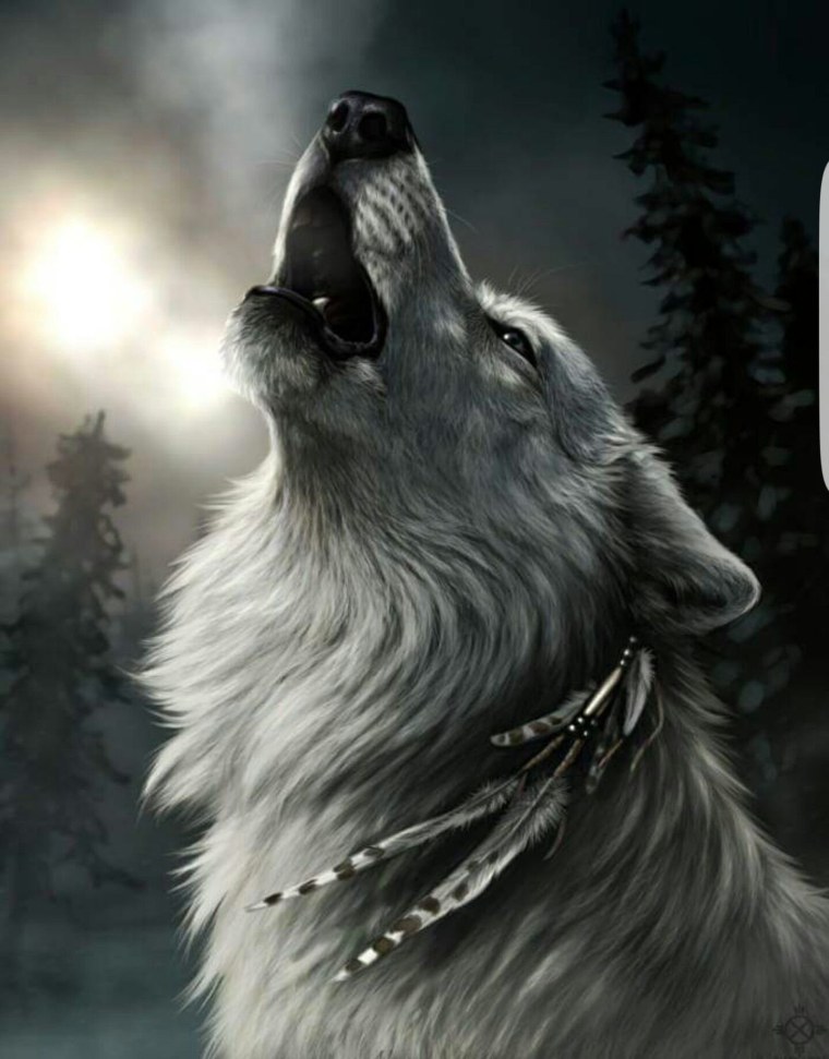 Волк одиночка