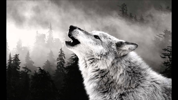 Одинокий волк