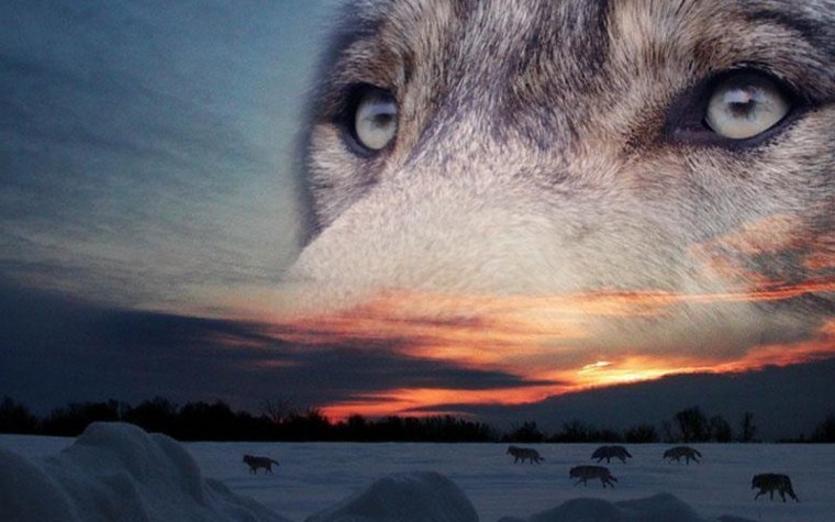 Волк одиночка